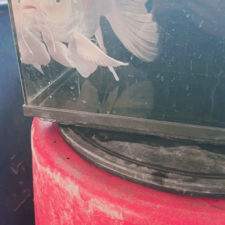 蝴蝶鲤鱼蝴蝶鲤包邮80号牌