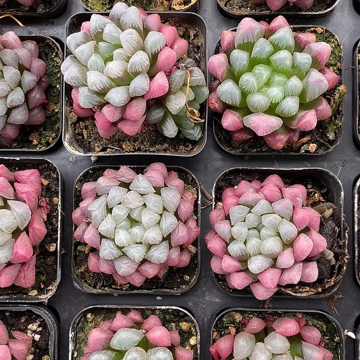 彩色玉露4颗组合装昆明基地直发