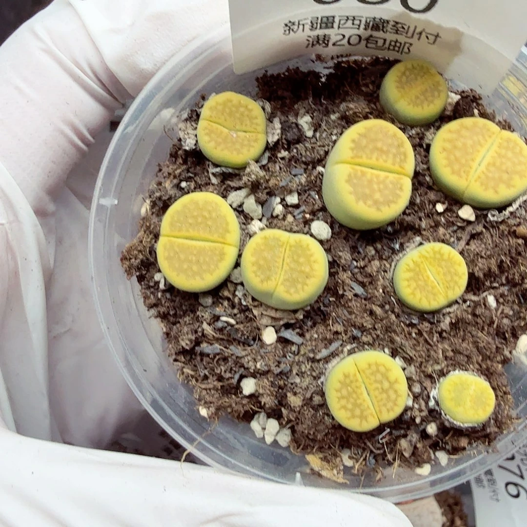 不是一会两回两散080这个