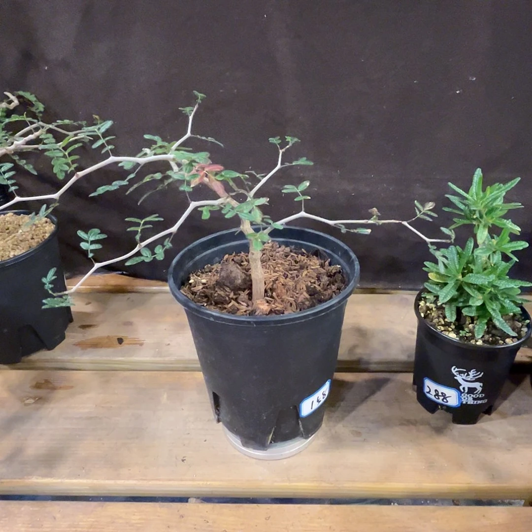 汤圆植物滔天橄榄