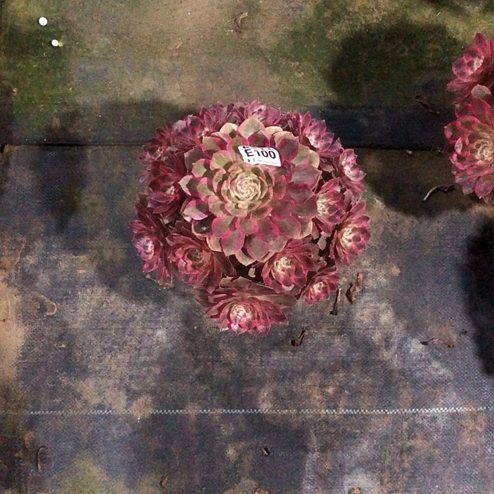 8***)云河多肉100000000000