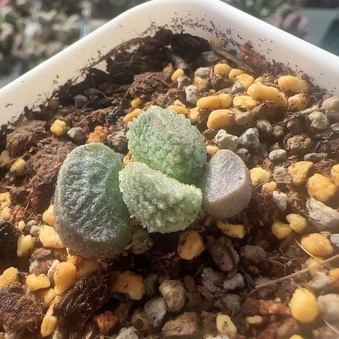 无花朵实生水泡 出售整盆