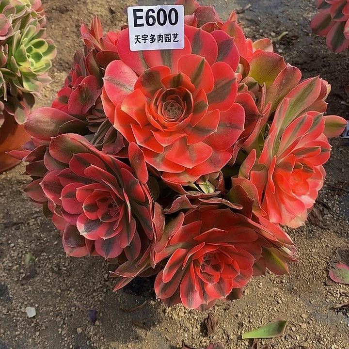 多肉香妃600多肉