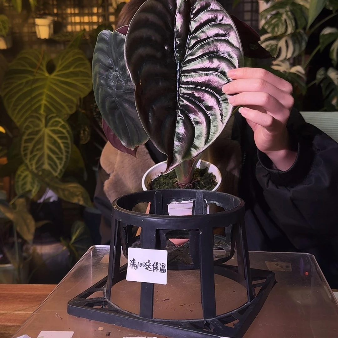 不开花植物G496黑铜海芋老叶叶损无售后