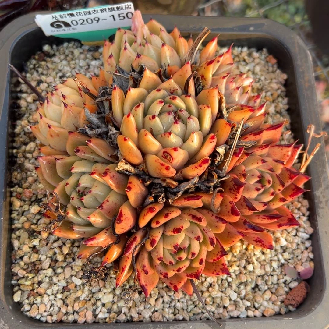 从前慢多肉精选编号0209.150