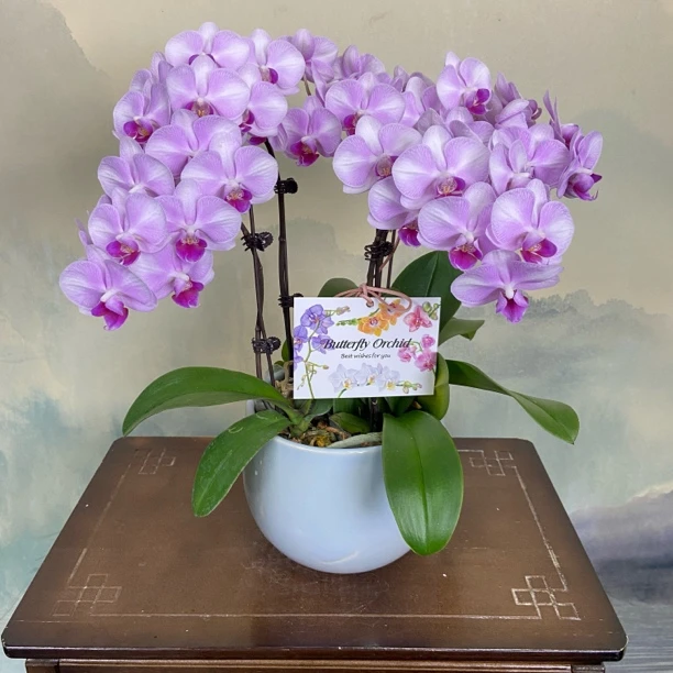 【初恋】蝴蝶兰粉紫色大花型带花苞室内观赏花卉基地直发