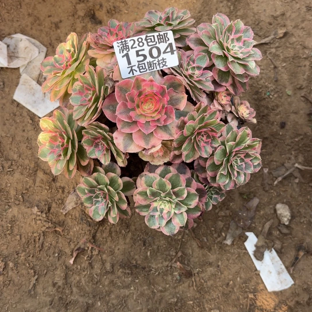 M. 1504云和多肉，aaeee