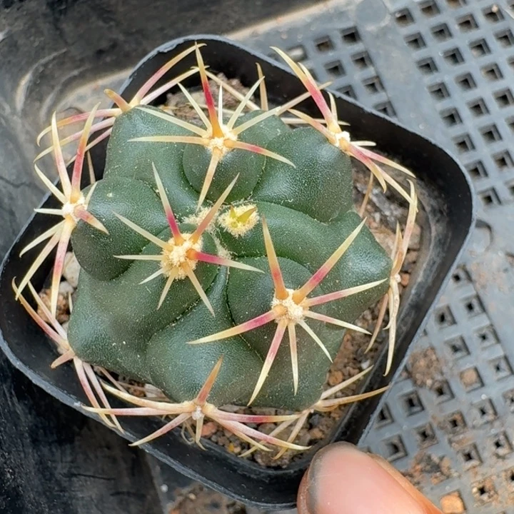 大红鹰实生仙人球