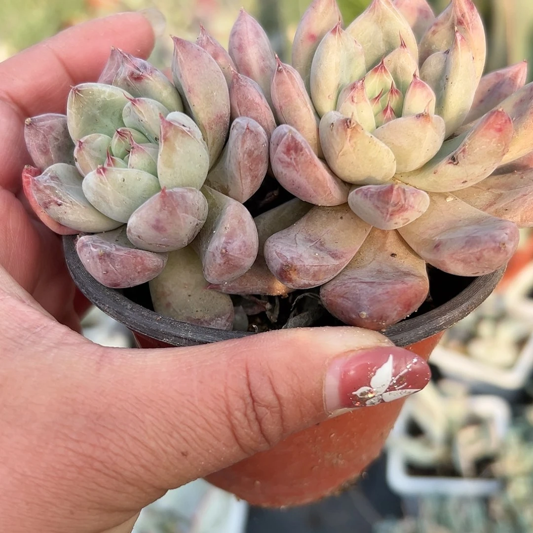 多肉植物婚钻双头