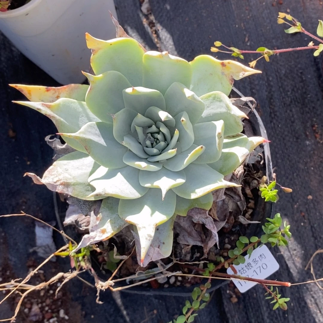 170号普西小可爱呀