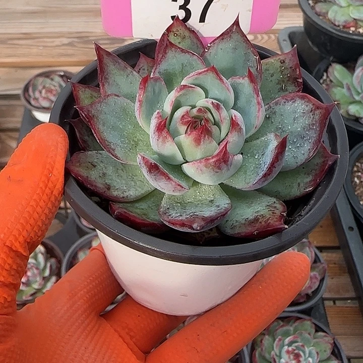 37 惊鸿仙子多肉植物