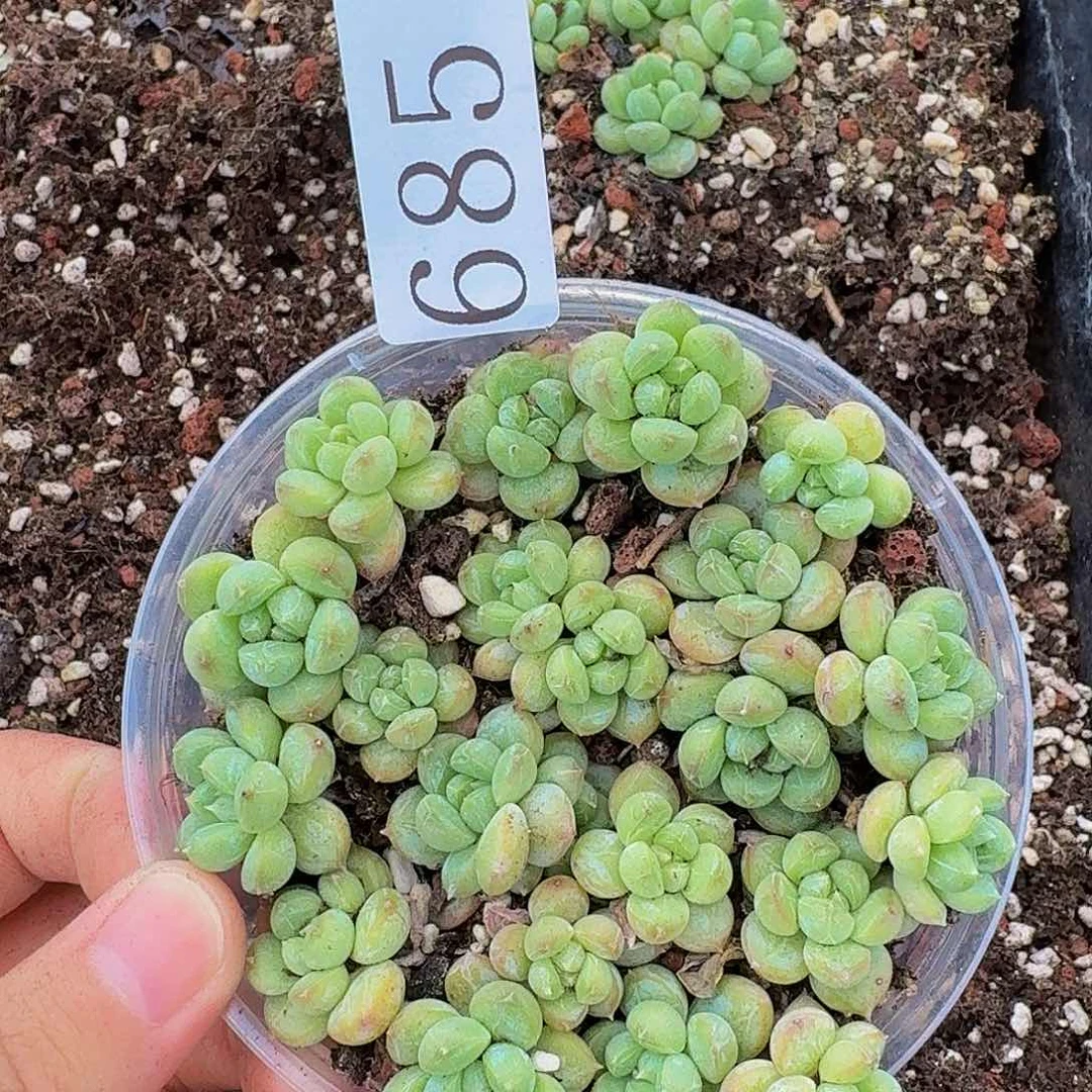 多肉植物多肉植物685
