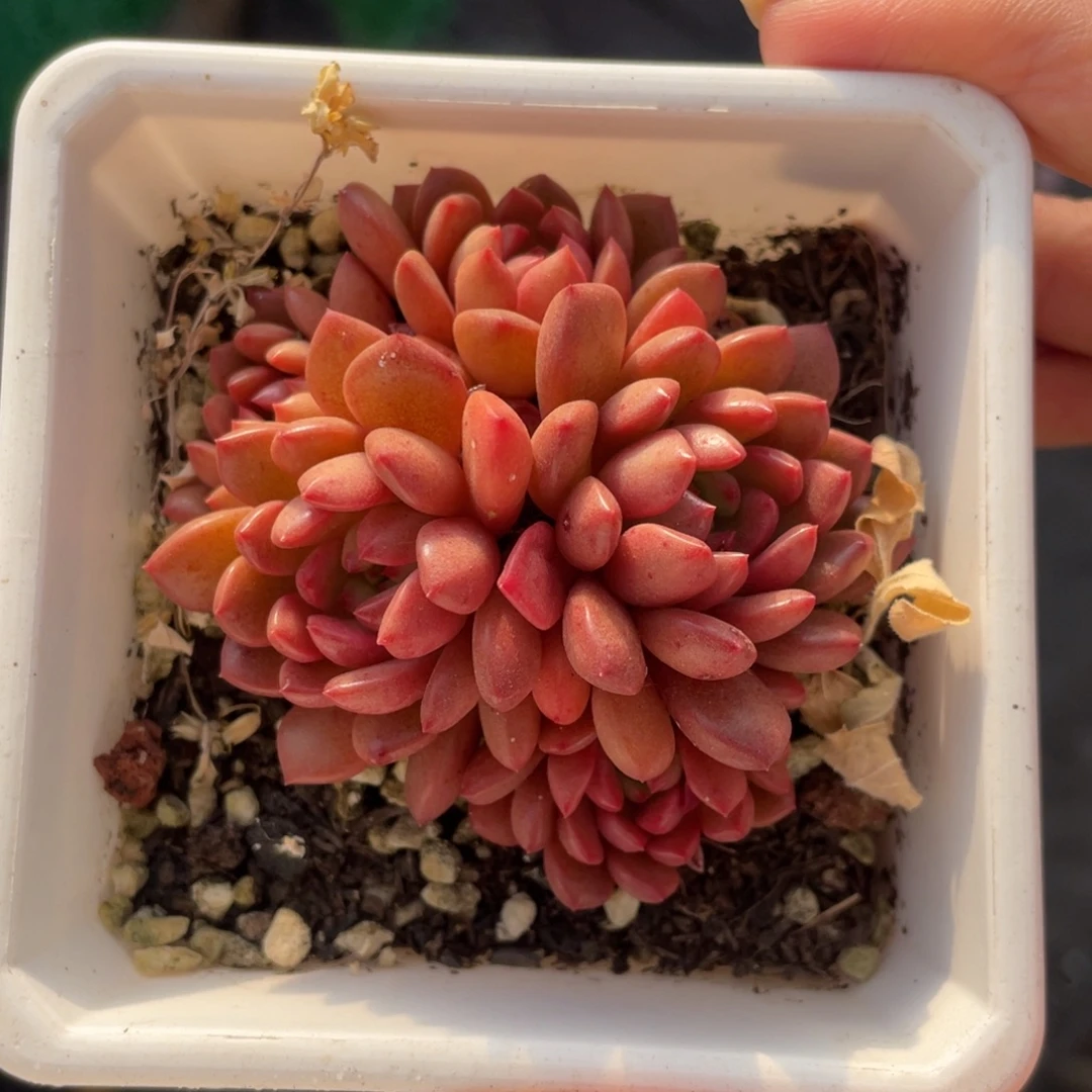 多肉植物盆栽多肉植物