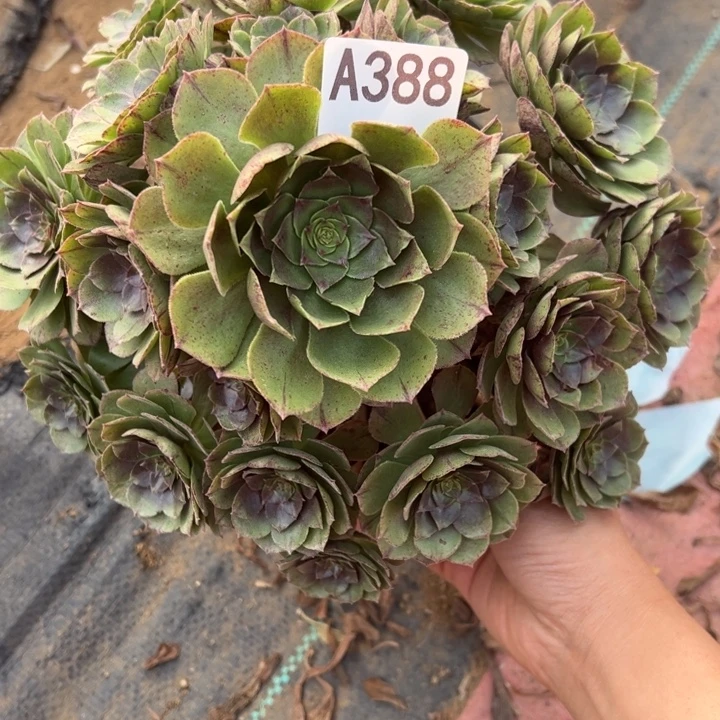 万拉丝多肉植物388.