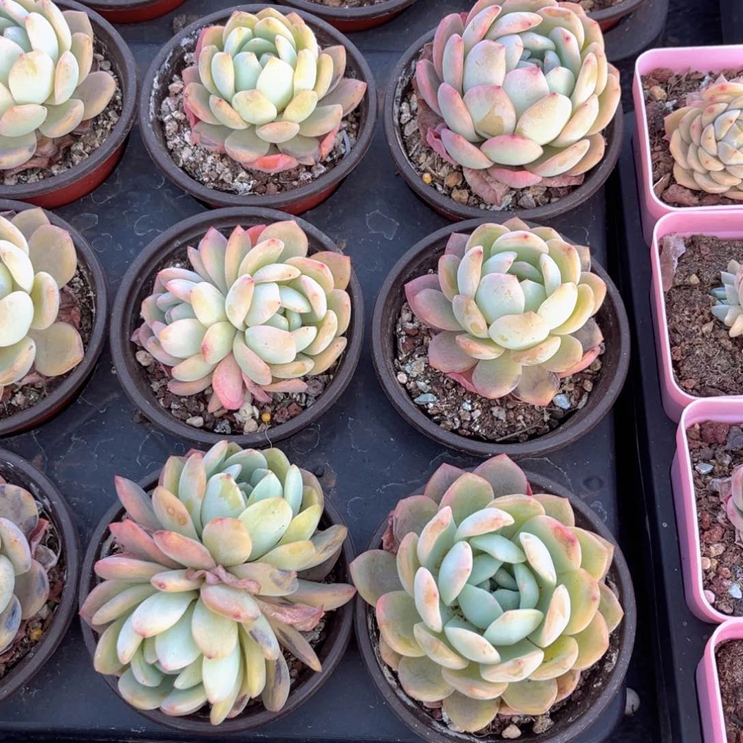 全明星一组6颗带盆土