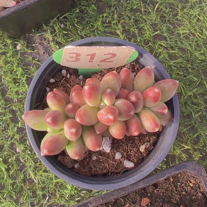 健健康康平平安安