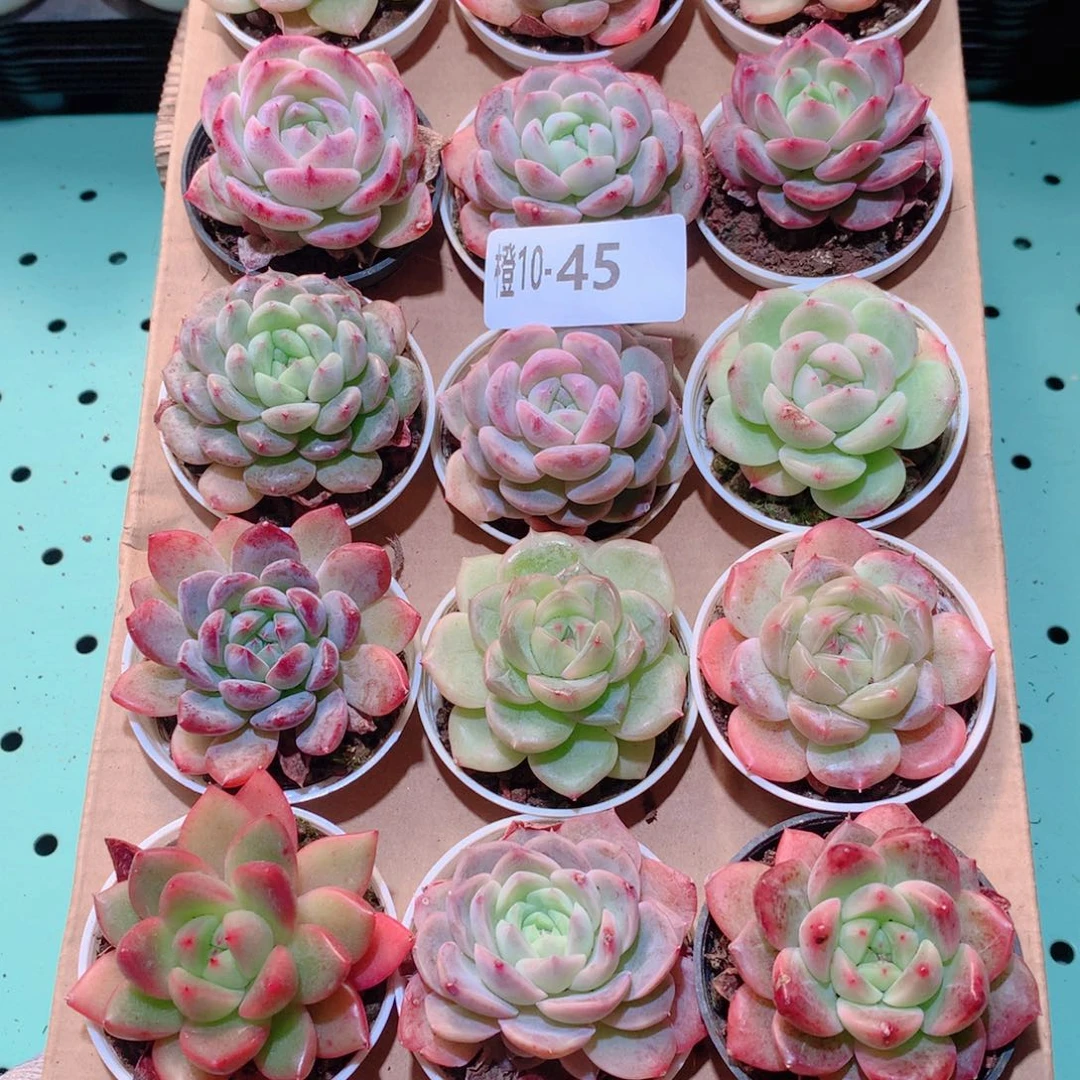 10-45一物一拍多肉带盆18颗