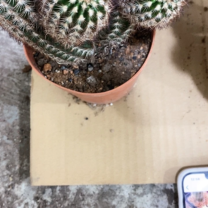 多头虾仙人球，5公分左右