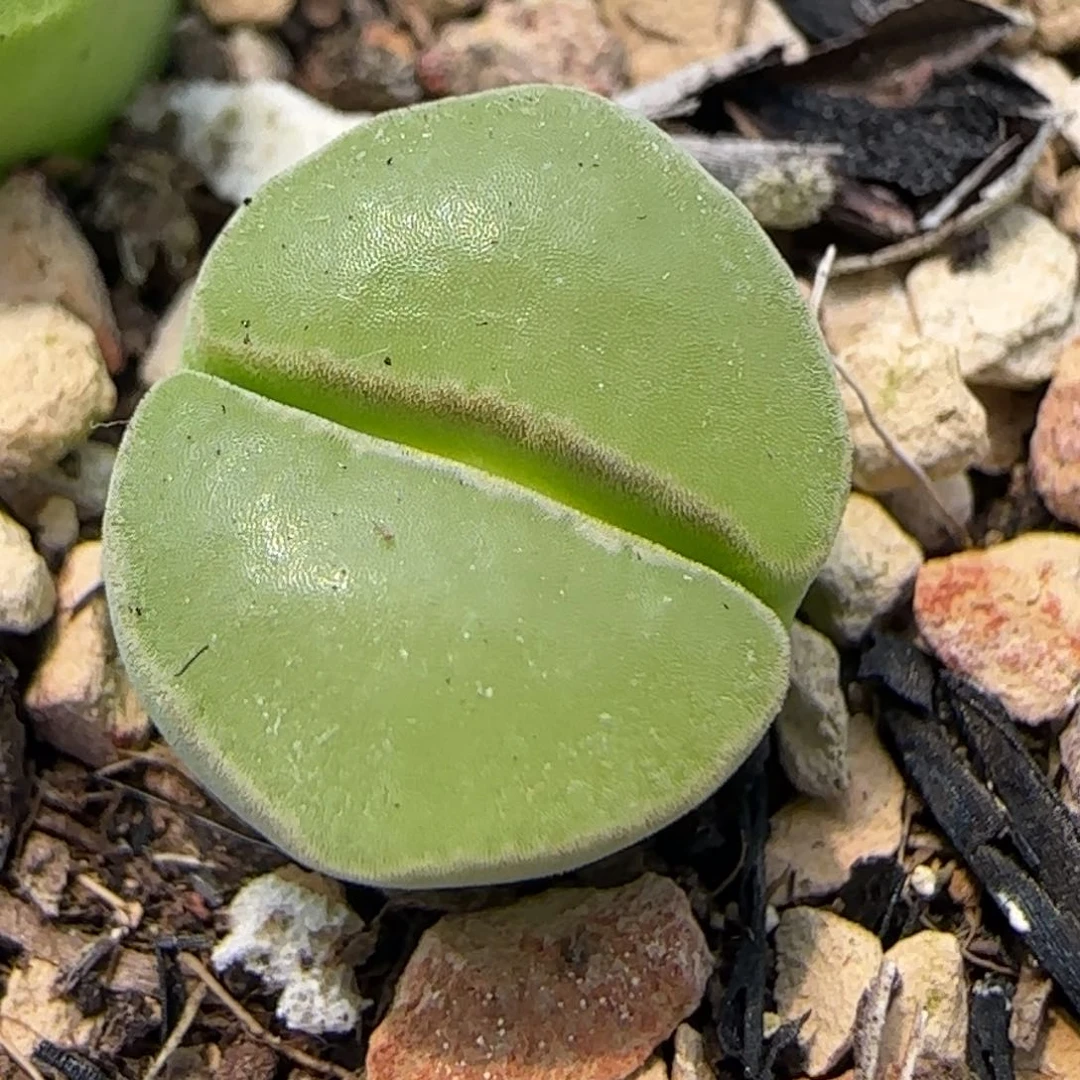 极窗风铃母本一物一拍