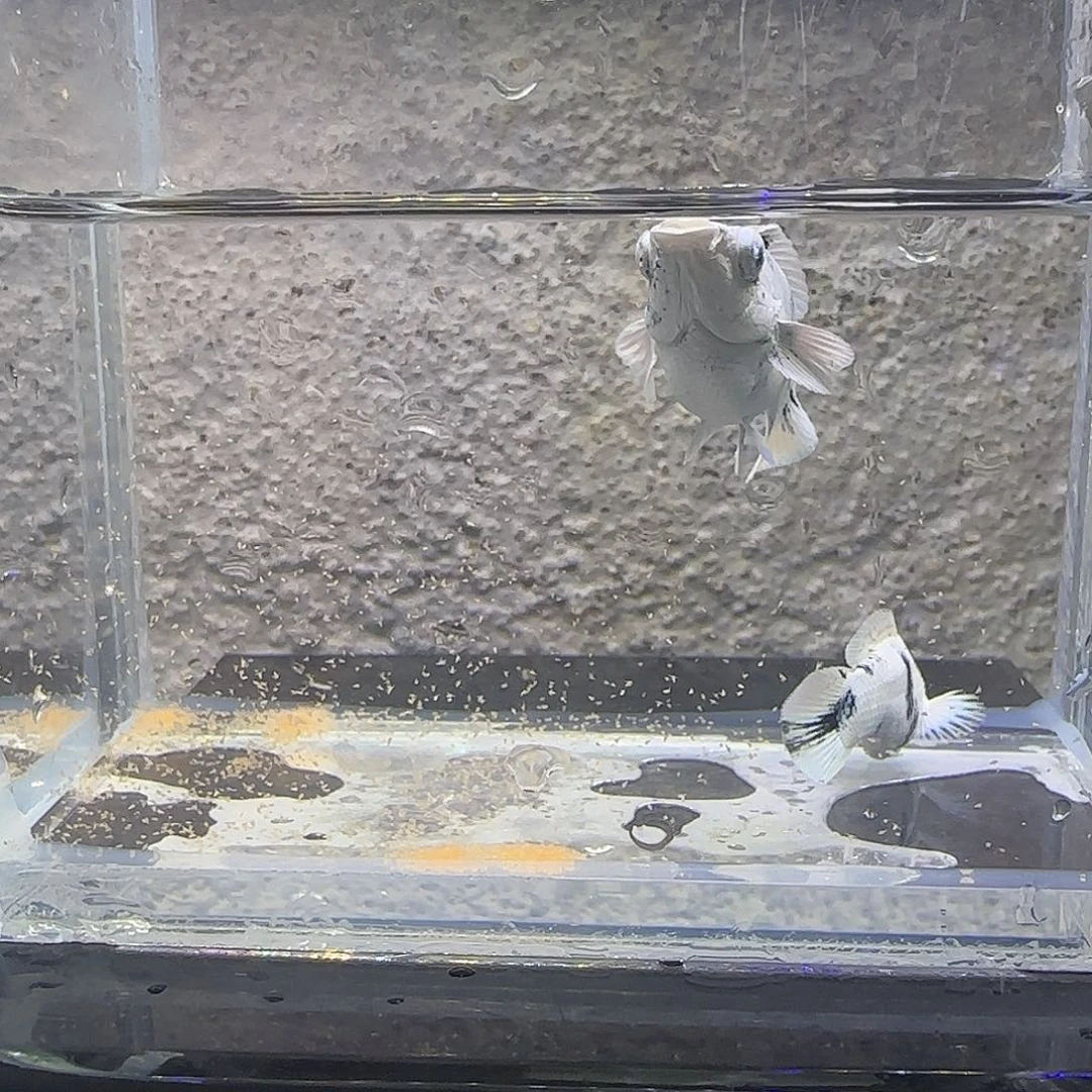 黑玛丽鱼水墨玛丽。31号