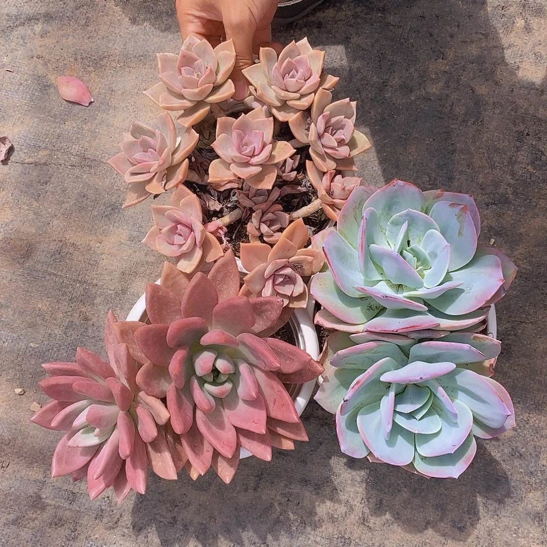 桃花源，中国初恋，双头白凤各一