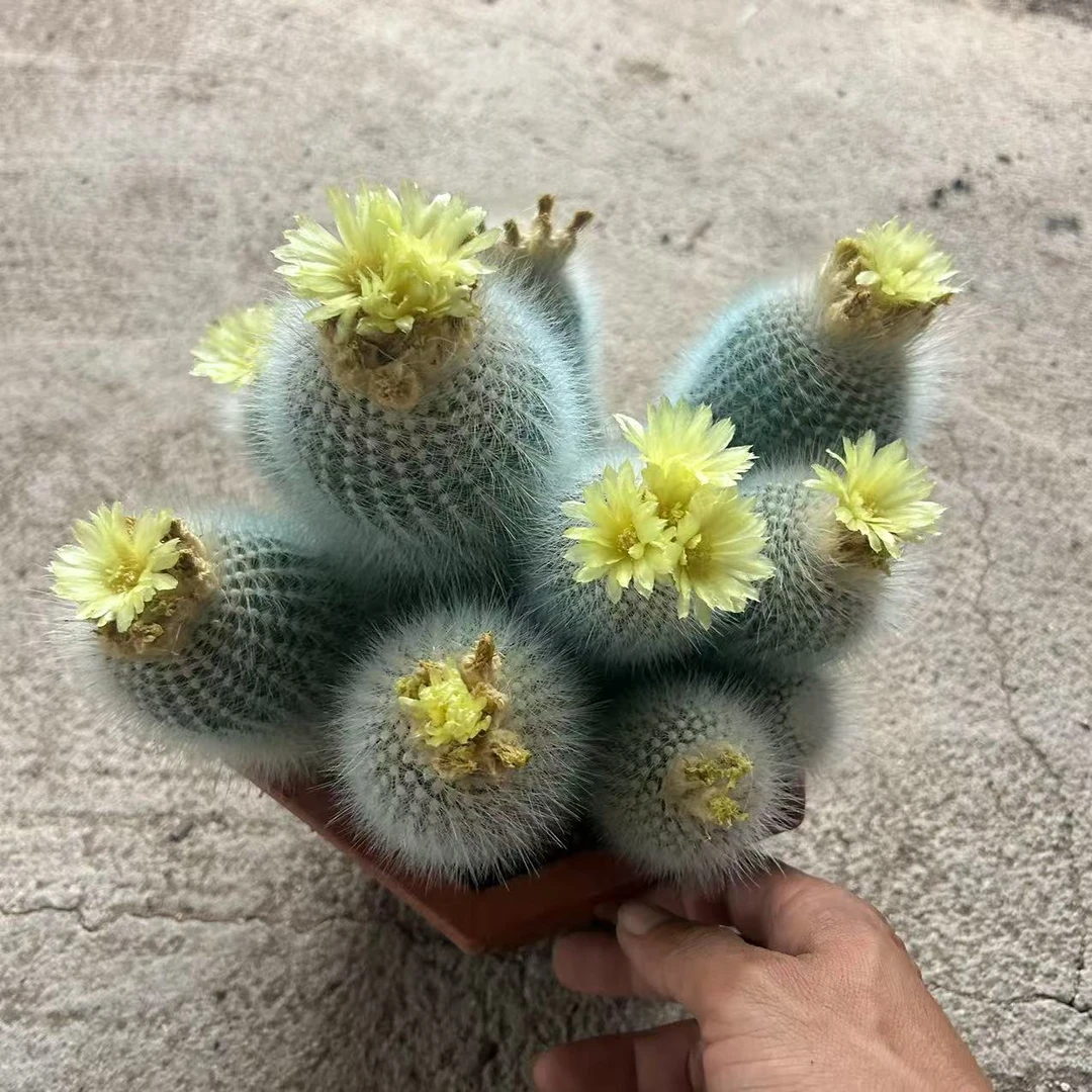 大大白小丁 仙人球夏型种绿植盆栽桌面阳台办公室摆