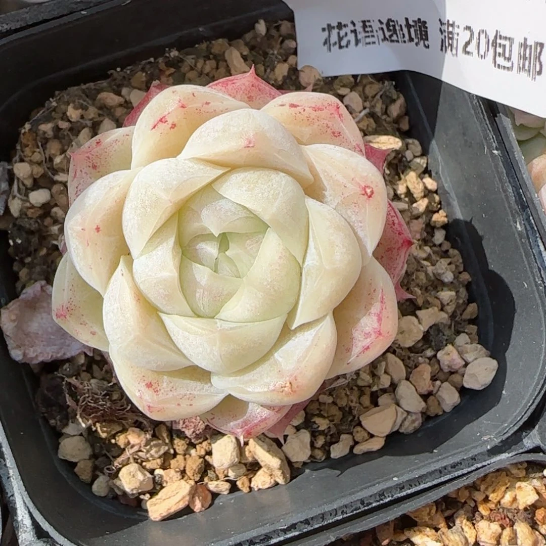 花语逸境0213-182