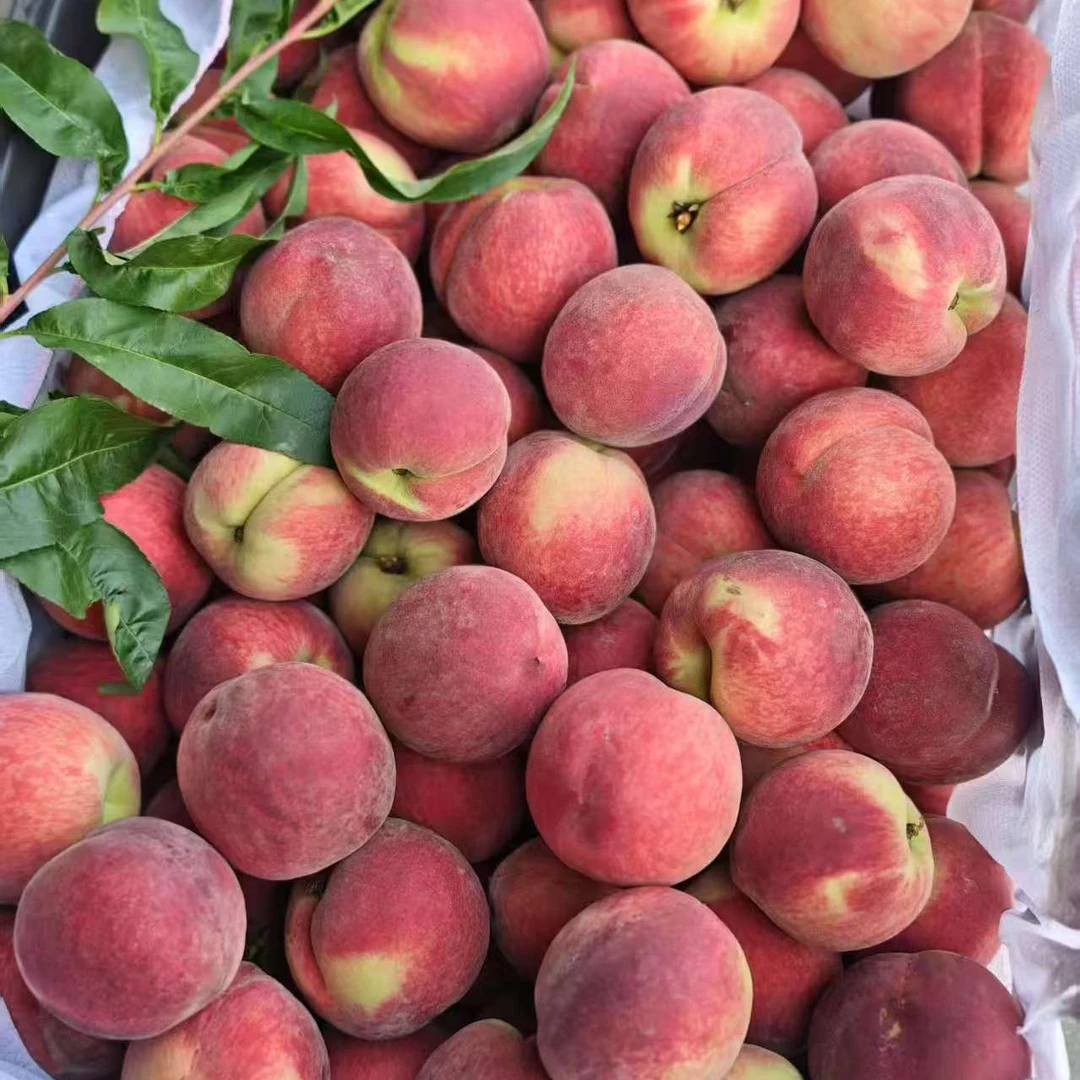 河北春雪桃子春蜜桃，净果三斤，脆如苹果，爽口爆汁。当季新鲜水果桃子河北省