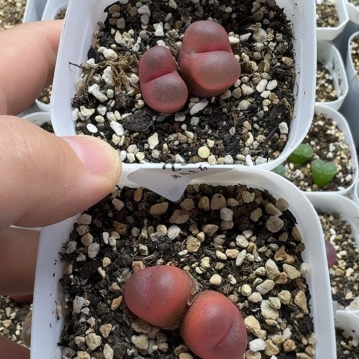 老马生石花双头吕红2561