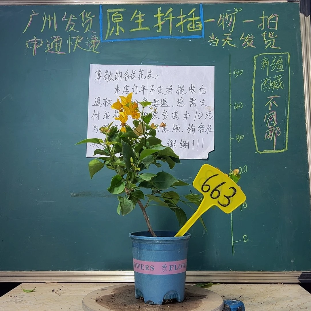 当前无花栽培后可以开花  柠檬黄  663