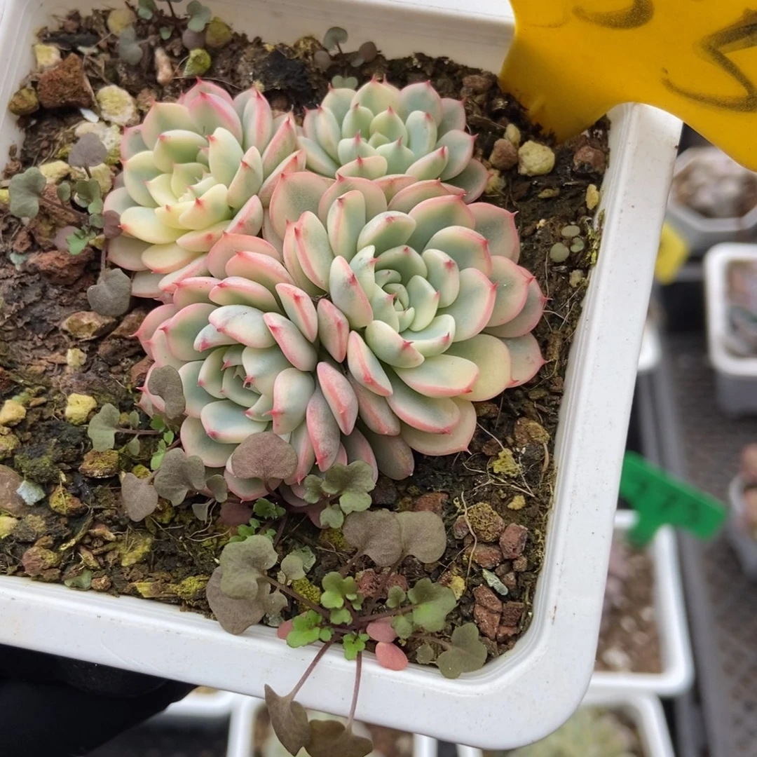 555忌廉锦多肉植物多肉