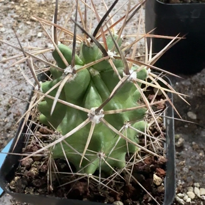 篝火虾实生仙人球