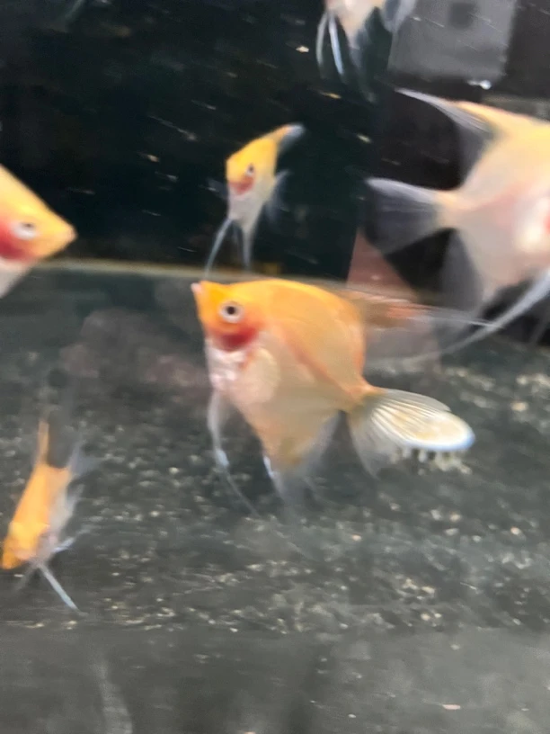 七彩神仙鱼红魔鬼燕鱼热带淡水观赏鱼苗活体