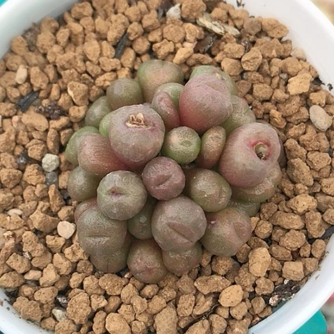 多肉肉锥 蜜枣铜壶