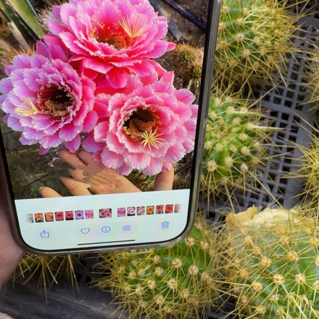 230毛花柱云儿歪无根侧牙5公分左右，20包邮