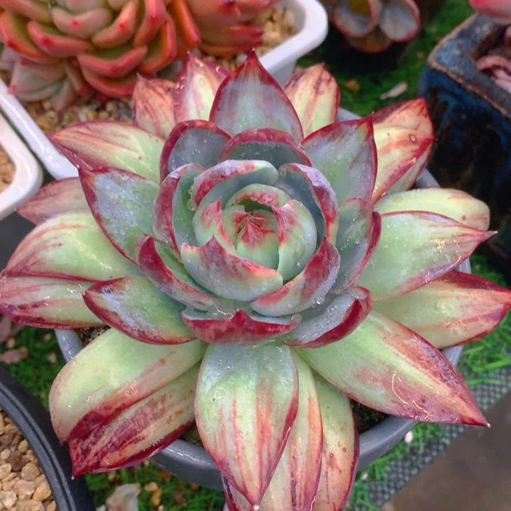 多肉乐园精品惊鸿仙子