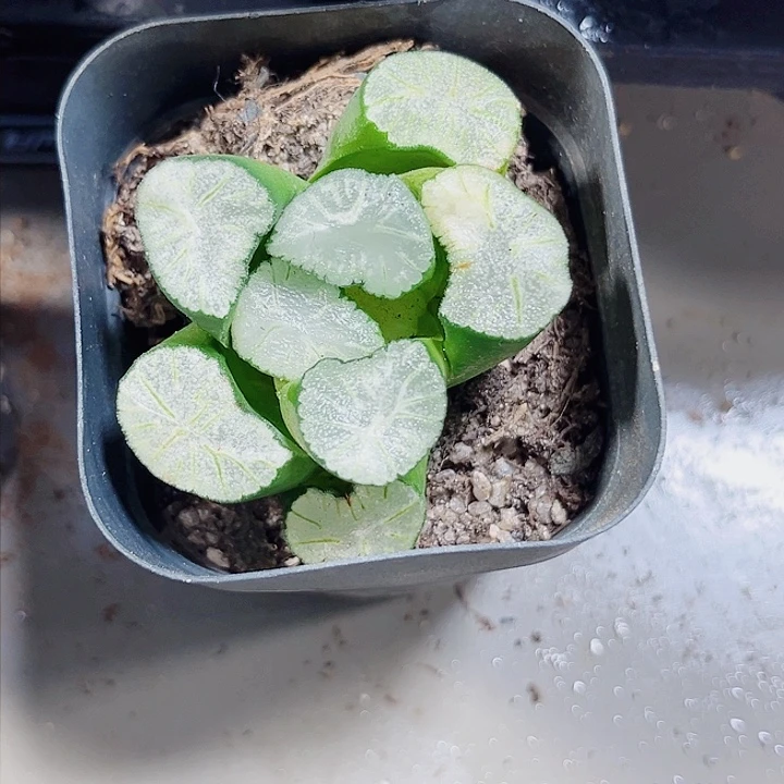 花菱万象多肉植物6666