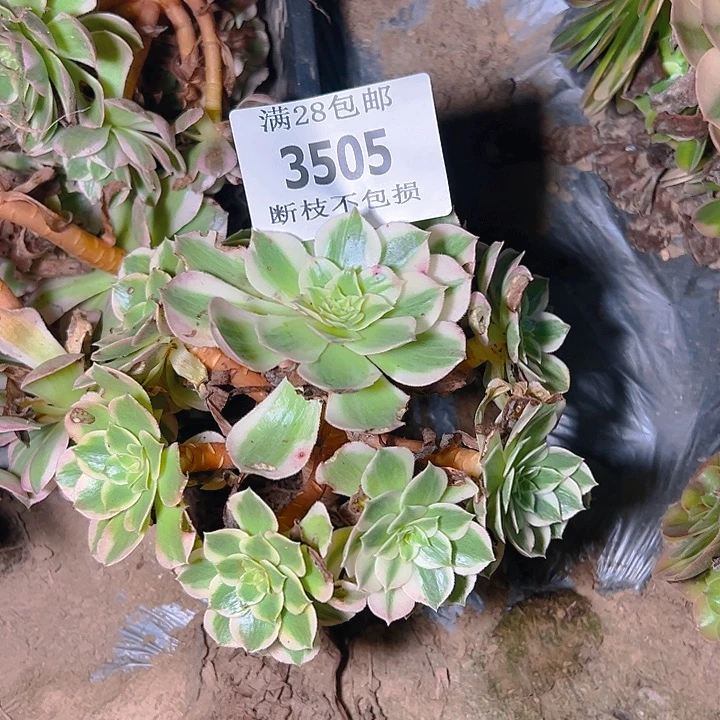 3505海王多肉植物