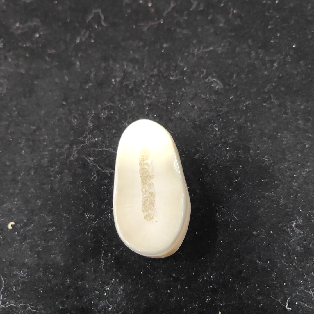 猛犸猛犸虬饼子WT684
