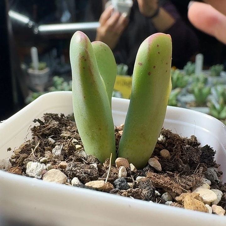 少将一物一拍多肉258