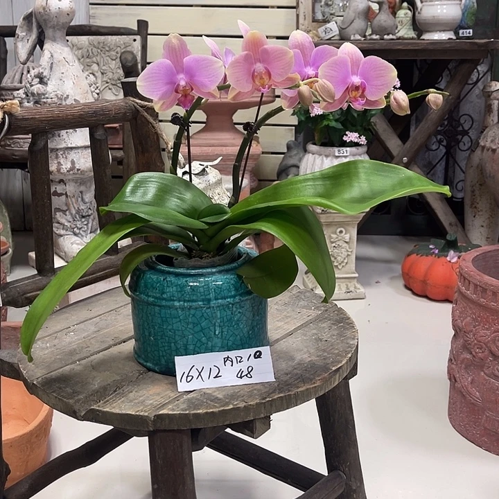 734孔雀绿罐子1111