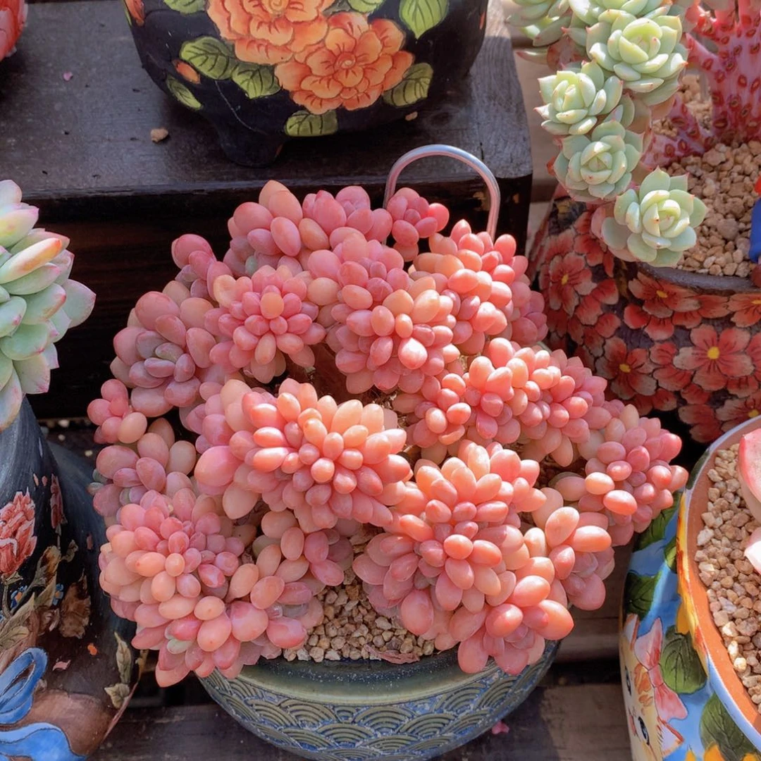 逸园精品多肉植物
