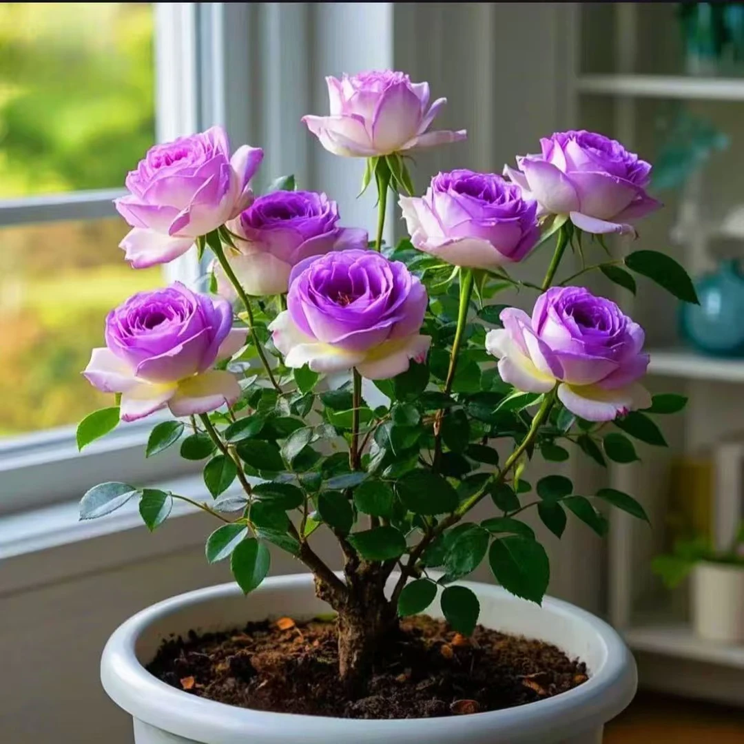 【对版发货】四季开花浓香型重瓣室内阳台盆栽大花月季好养植物花卉