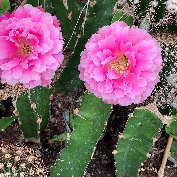 彩草超重瓣大侧芽