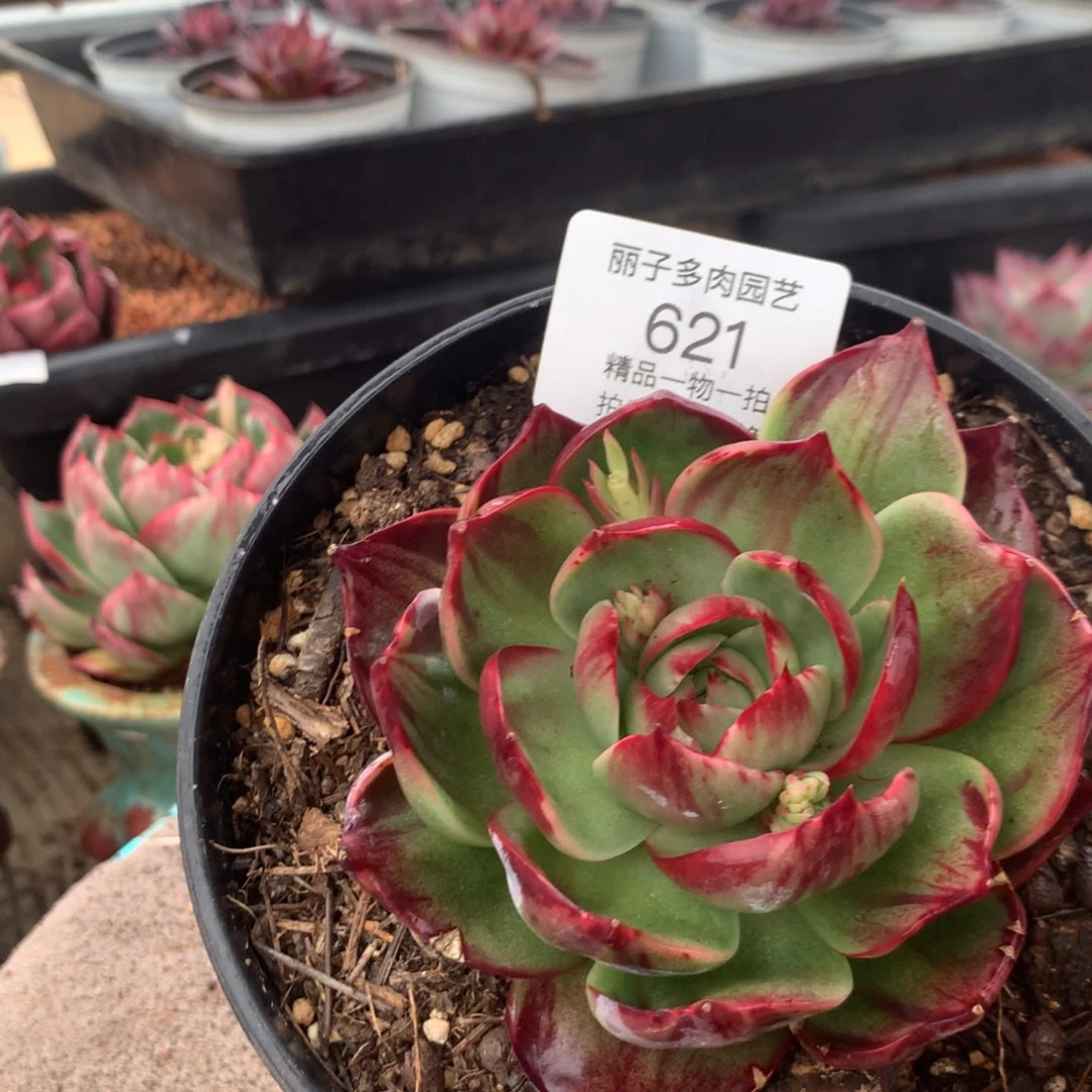 红621，多肉植物惊鸿12厘米