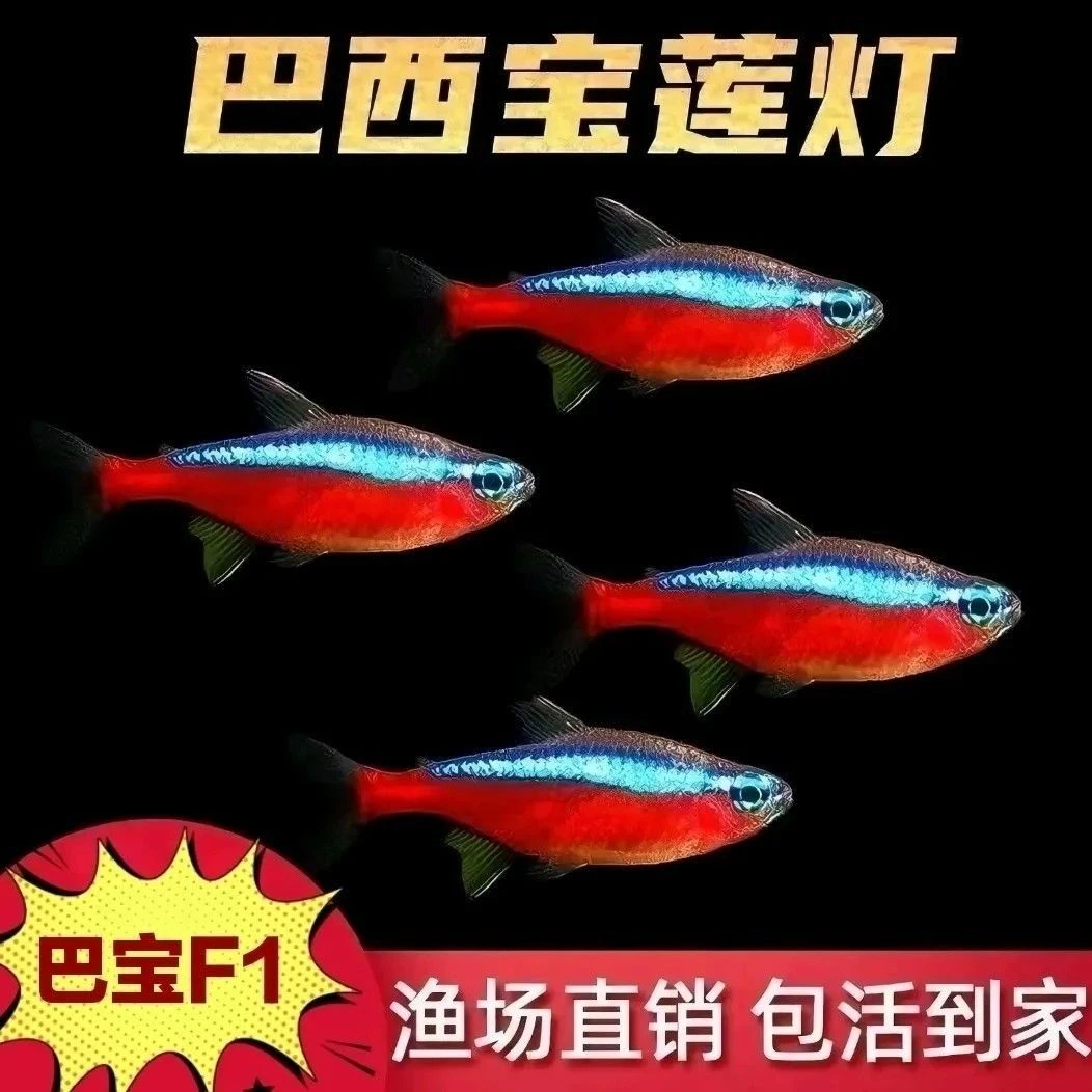 巴西宝莲灯鱼F1热带观赏小型灯科淡水活体群游鱼苗草缸