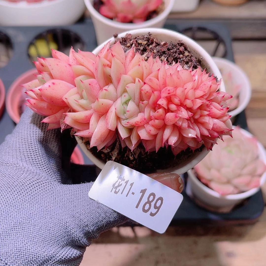 花11-189新品缀化