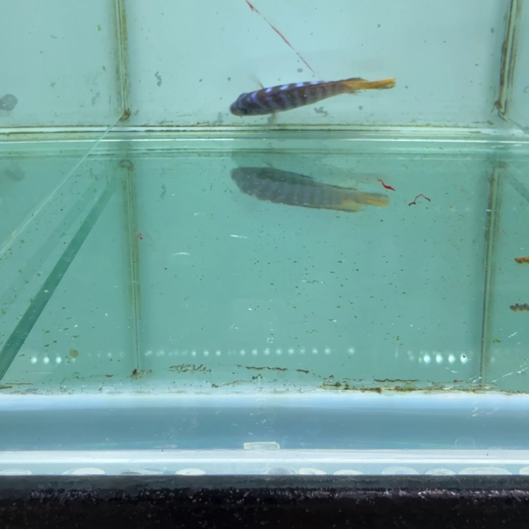 慈鲷姆潘家1068。