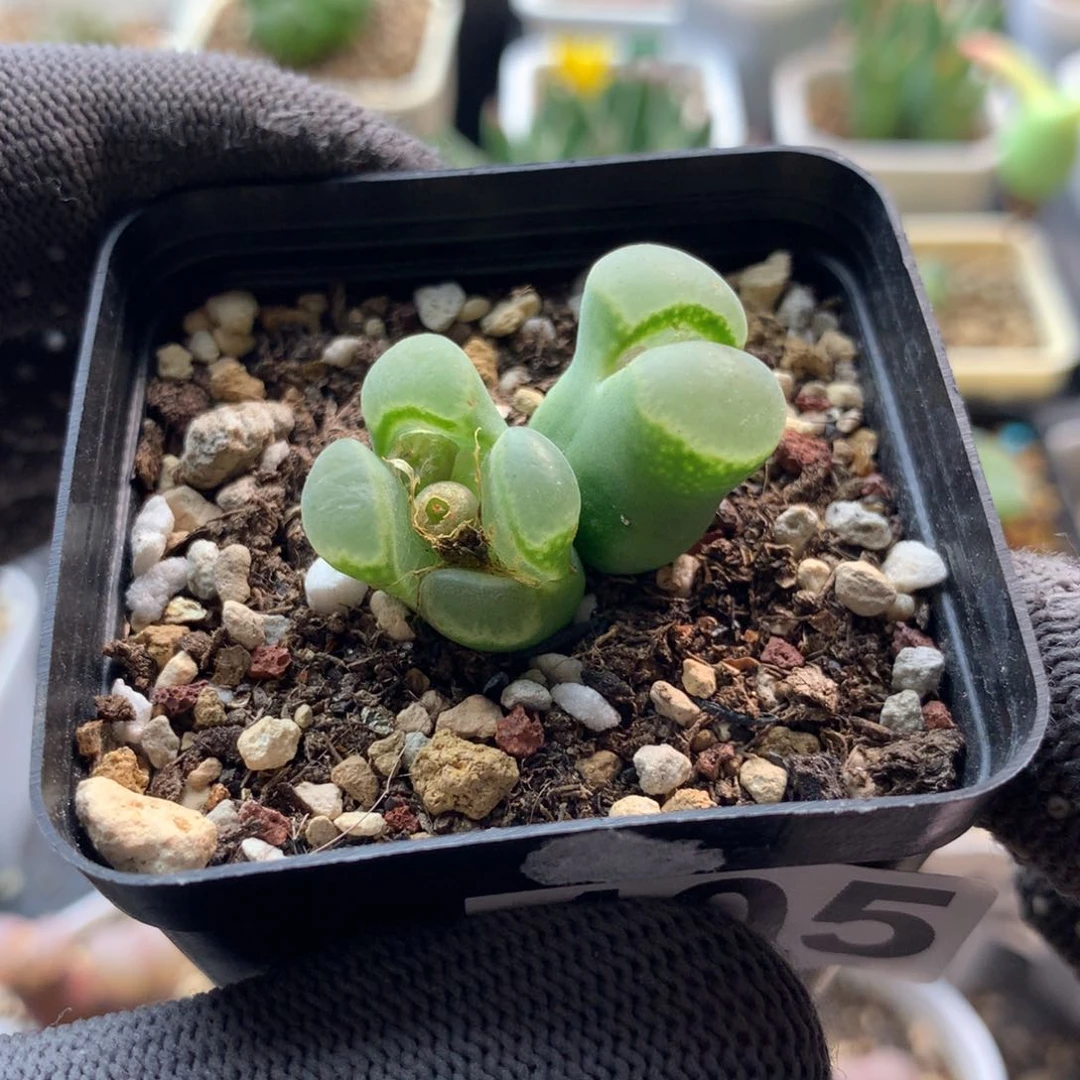 405风铃母本一颗