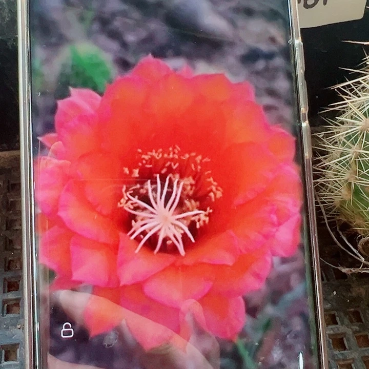 毛花柱红星侧芽拍一发二